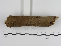 刺革菌屬藏品圖，第3張