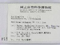 剛毛絲皮菌藏品圖，第2張