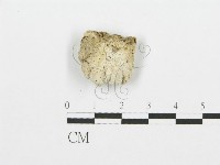 裂褶菌藏品圖，第3張