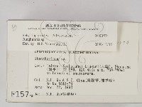 容氏菌屬藏品圖，第2張