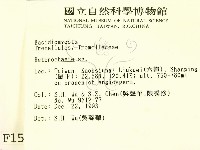 刺皮菌屬藏品圖，第2張