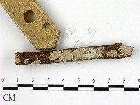 刺皮菌屬藏品圖，第1張