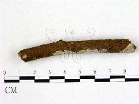 刺皮菌屬藏品圖，第3張