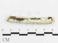 登錄號:F0001579藏品圖，第1張