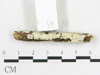 登錄號:F0001579藏品圖，第3張