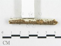 登錄號:F0001579藏品圖，第5張