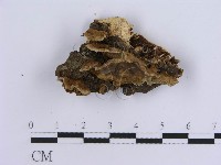 登錄號:F0001581藏品圖，第1張