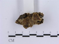 登錄號:F0001581藏品圖，第4張