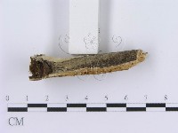 登錄號:F0001584藏品圖，第5張