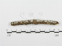 登錄號:F0001585藏品圖，第1張