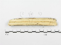 登錄號:F0001589藏品圖，第1張