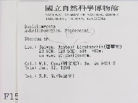 韌革菌屬藏品圖，第2張