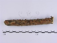 韌革菌屬藏品圖，第3張