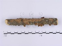 韌革菌屬藏品圖，第5張