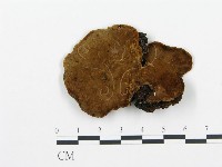 登錄號:F0001594藏品圖，第1張