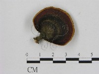 相鄰小孔菌藏品圖，第1張