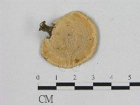 相鄰小孔菌藏品圖，第3張