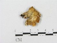 登錄號:F0001596藏品圖，第1張