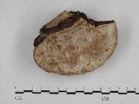 登錄號:F0001599藏品圖，第3張