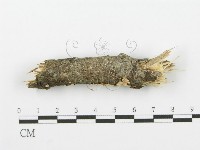 登錄號:F0001602藏品圖，第1張