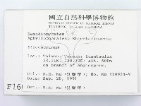 齒耳菌屬藏品圖，第2張