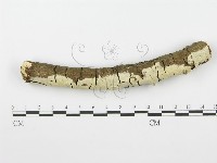 齒耳菌屬藏品圖，第1張