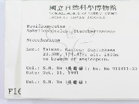 齒耳菌屬藏品圖，第2張
