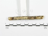 齒耳菌屬藏品圖，第3張