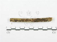 齒耳菌屬藏品圖，第4張