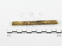 齒耳菌屬藏品圖，第5張