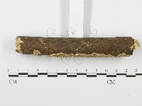 齒耳菌屬藏品圖，第3張