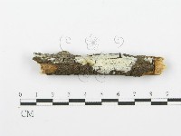 齒耳菌屬藏品圖，第3張