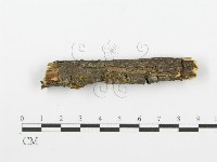 齒耳菌屬藏品圖，第4張