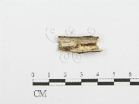 登錄號:F0001619藏品圖，第3張