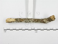 登錄號:F0001620藏品圖，第3張