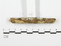 齒耳菌屬藏品圖，第3張