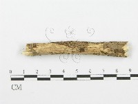 齒耳菌屬藏品圖，第4張