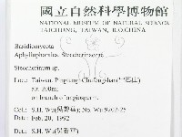 齒耳菌屬藏品圖，第2張