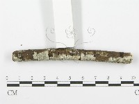齒耳菌屬藏品圖，第3張