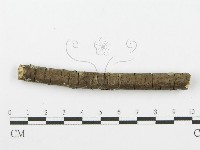 齒耳菌屬藏品圖，第4張