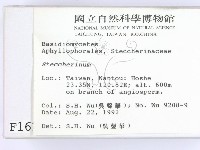 齒耳菌屬藏品圖，第2張