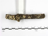 齒耳菌屬藏品圖，第3張