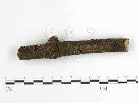 齒耳菌屬藏品圖，第6張