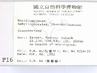 齒耳菌屬藏品圖，第2張