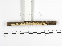 登錄號:F0001631藏品圖，第3張