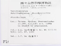 齒耳菌屬藏品圖，第2張