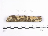 齒耳菌屬藏品圖，第1張