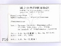齒耳菌屬藏品圖，第2張