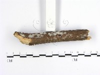 齒耳菌屬藏品圖，第5張