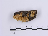 登錄號:F0001636藏品圖，第1張